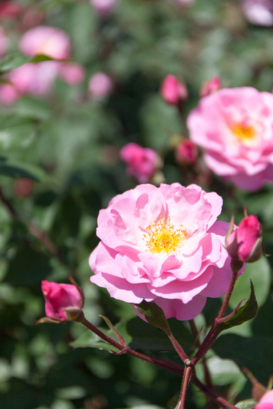 20140517-114423.jpg