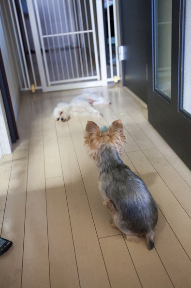 20140803-174245.jpg